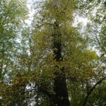 24.10.2020. Rezerwat przyrody Lisiny Bodzechowskie / Emilia Sitarska / Radio Kielce