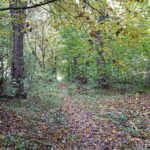 24.10.2020. Rezerwat przyrody Lisiny Bodzechowskie / Emilia Sitarska / Radio Kielce