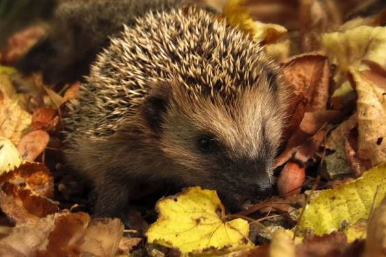 RADIO LUBLIN. Jesienią jeże zaczynają szukać miejsca do zimowania - Radio Kielce Radio Lublin
