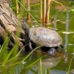 Żółwie błotne wracają na Ponidzie