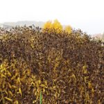 25.10.2020. Kielce. Ogród botaniczny jesienią / Jarosław Kubalski / Radio Kielce