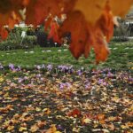 25.10.2020. Kielce. Ogród botaniczny jesienią / Jarosław Kubalski / Radio Kielce