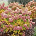 25.10.2020. Kielce. Ogród botaniczny jesienią / Jarosław Kubalski / Radio Kielce