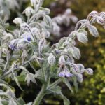 25.10.2020. Kielce. Ogród botaniczny jesienią / Jarosław Kubalski / Radio Kielce