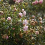 25.10.2020. Kielce. Ogród botaniczny jesienią / Jarosław Kubalski / Radio Kielce