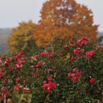 25.10.2020. Kielce. Ogród botaniczny jesienią / Jarosław Kubalski / Radio Kielce