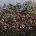 25.10.2020. Kielce. Ogród botaniczny jesienią / Jarosław Kubalski / Radio Kielce