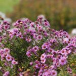 25.10.2020. Kielce. Ogród botaniczny jesienią / Jarosław Kubalski / Radio Kielce