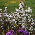 25.10.2020. Kielce. Ogród botaniczny jesienią / Jarosław Kubalski / Radio Kielce