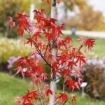 25.10.2020. Kielce. Ogród botaniczny jesienią / Jarosław Kubalski / Radio Kielce