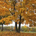 25.10.2020. Kielce. Ogród botaniczny jesienią / Jarosław Kubalski / Radio Kielce