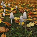 25.10.2020. Kielce. Ogród botaniczny jesienią / Jarosław Kubalski / Radio Kielce