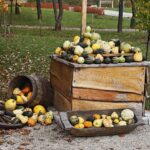 25.10.2020. Kielce. Ogród botaniczny jesienią / Jarosław Kubalski / Radio Kielce