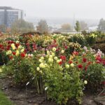 25.10.2020. Kielce. Ogród botaniczny jesienią / Jarosław Kubalski / Radio Kielce