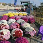 31.10.2020 Pińczów. Cmentarz / Marta Gajda / Radio Kielce