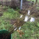 08.10.2020. Sandomierz. Sadzenie drzew w ramach ogólnopolskiej kampanii Pary Prezydenckiej #sadziMY / Grażyna-Szlęzak-Wójcik / Radio Kielce