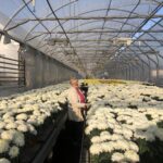 29.10.2020 Gierlachów. Chryzantemy. Na zdjęciu Maria Zimnicka - producentka kwiatów / Grażyna Szlęzak-Wójcik / Radio Kielce