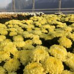 29.10.2020 Gierlachów. Chryzantemy / Grażyna Szlęzak-Wójcik / Radio Kielce