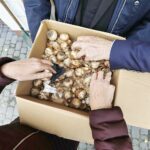 08.10.2020 Kielce. Inauguracja kampanii "Pola Nadziei". Sadzenie żonkili przy budynku Hospicjum im. św. Matki Teresy z Kalkuty / Jarosław Kubalski / Radio Kielce