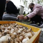 08.10.2020 Kielce. Inauguracja kampanii "Pola Nadziei". Sadzenie żonkili przy budynku Hospicjum im. św. Matki Teresy z Kalkuty / Jarosław Kubalski / Radio Kielce