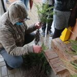 17.10.2020. Ćmielów. Akcja „515 sadzonek drzew z okazji 515. rocznicy nadania praw miejskich” / Emilia Sitarska / Radio Kielce