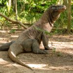 Indonezja. Park Narodowy Komodo / Travelstory.pl