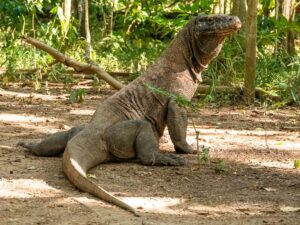 Indonezja. Park Narodowy Komodo / Travelstory.pl