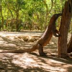 Indonezja. Park Narodowy Komodo / Travelstory.pl