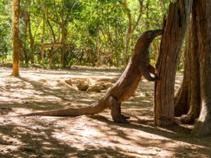 Indonezja. Park Narodowy Komodo / Travelstory.pl