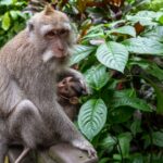 Indonezja. Bali / Travelstory.pl