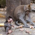 Indonezja. Bali / Travelstory.pl