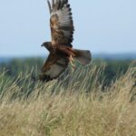 2.10.2020 Trzciniec k/Nagłowic. Europejskie Dni Ptaków - samiec błotniaka stawowego / Jarosław Sułek