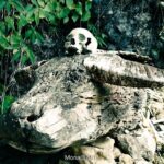 Tana Toraja. Sulawesi. Indonezja / Monika Galicka