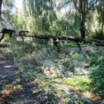 04.10.2020. Kielce. Połamane drzewa / Wiktor Taszłow / Radio Kielce