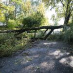 04.10.2020. Kielce. Połamane drzewa / Wiktor Taszłow / Radio Kielce