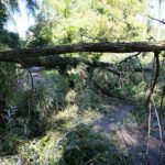 04.10.2020. Kielce. Połamane drzewa / Wiktor Taszłow / Radio Kielce