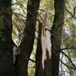 04.10.2020. Kielce. Połamane drzewa / Wiktor Taszłow / Radio Kielce