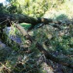 04.10.2020. Kielce. Połamane drzewa / Wiktor Taszłow / Radio Kielce