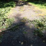 04.10.2020. Kielce. Połamane drzewa / Wiktor Taszłow / Radio Kielce