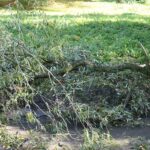 04.10.2020. Kielce. Połamane drzewa / Wiktor Taszłow / Radio Kielce