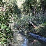 04.10.2020. Kielce. Połamane drzewa / Wiktor Taszłow / Radio Kielce