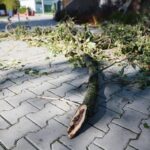 04.10.2020. Kielce. Połamane drzewa / Wiktor Taszłow / Radio Kielce