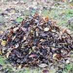 31.10.2020 Kielce. Prace w ogródkach działkowych / Wiktor Taszłow / Radio Kielce