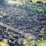 31.10.2020 Kielce. Prace w ogródkach działkowych / Wiktor Taszłow / Radio Kielce