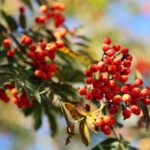 22.09.2020. Kielce. Początek kalendarzowej jesieni / Wiktor Taszłow / Radio Kielce