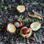 22.09.2020. Kielce. Początek kalendarzowej jesieni / Wiktor Taszłow / Radio Kielce