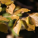 22.09.2020. Kielce. Początek kalendarzowej jesieni / Wiktor Taszłow / Radio Kielce