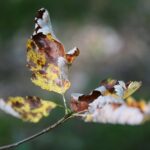 22.09.2020. Kielce. Początek kalendarzowej jesieni / Wiktor Taszłow / Radio Kielce