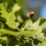 22.09.2020. Kielce. Początek kalendarzowej jesieni / Wiktor Taszłow / Radio Kielce