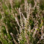 22.09.2020. Kielce. Początek kalendarzowej jesieni / Wiktor Taszłow / Radio Kielce